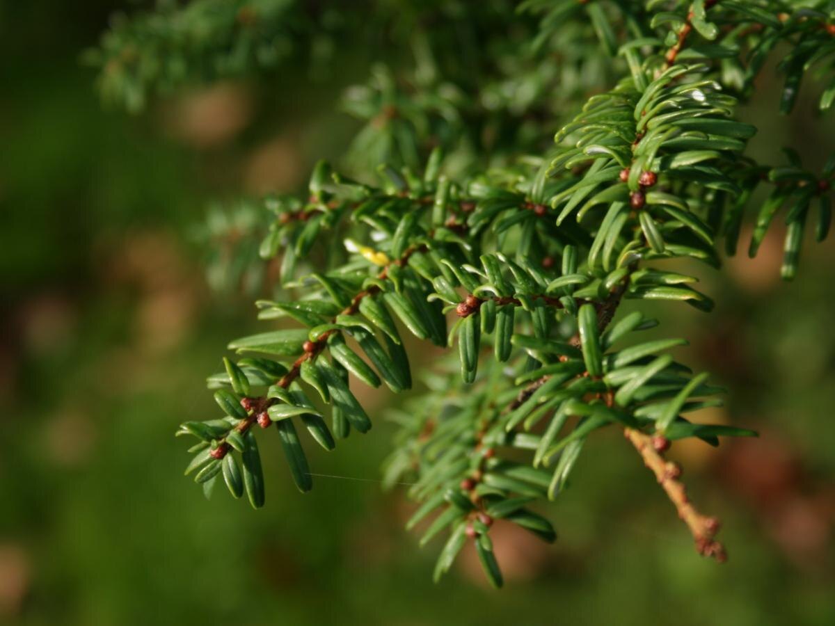 Канадская тсуга: идеальное дерево для вашего дачного участка