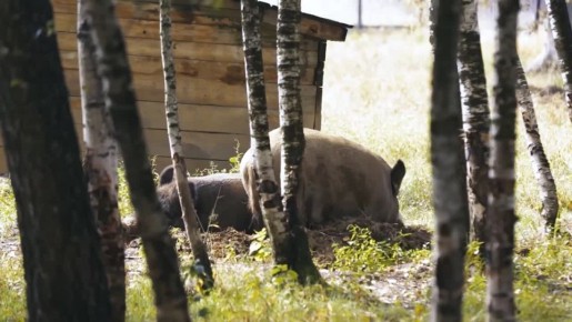 Берегите себя и своих близких!
