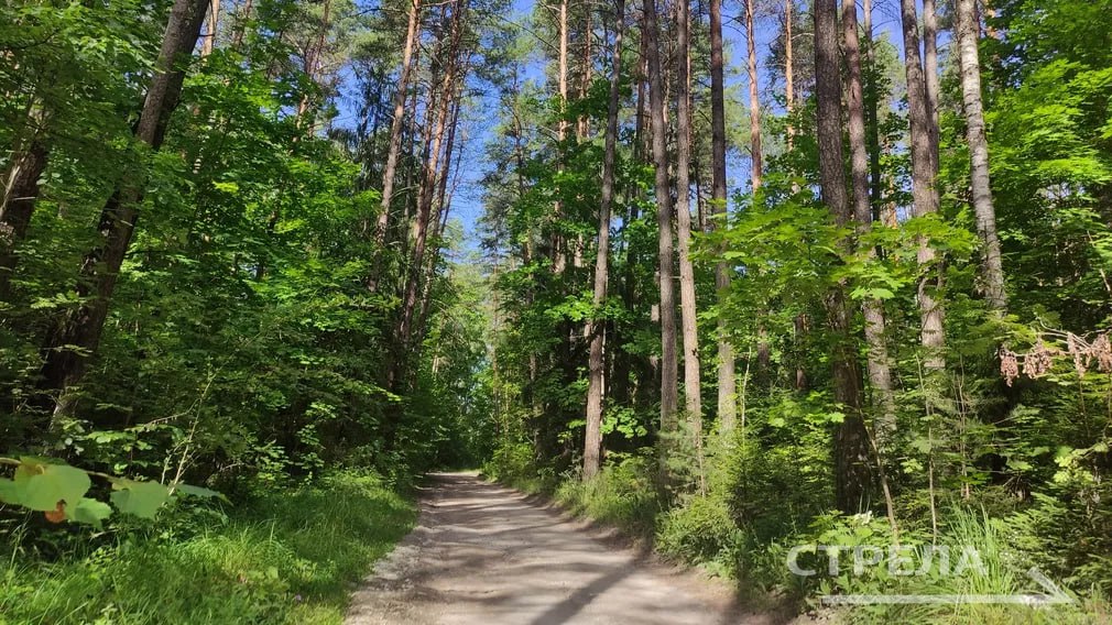 В Брянской области выращено 16 миллионов саженцев для лесов за год