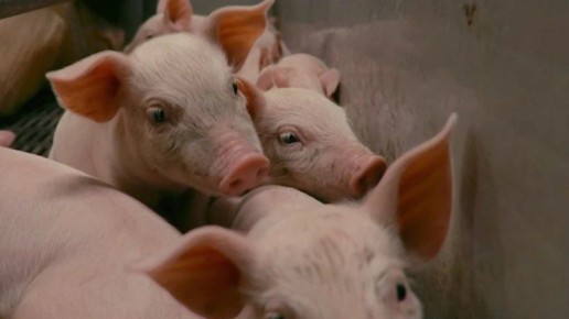 Поголовье свиней в Брянской области выросло почти до 1,08 млн голов