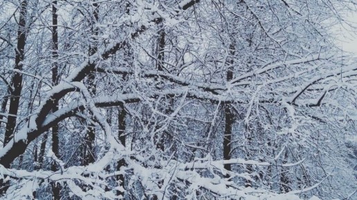 ������� ������������ � 29-��������� ������� � �����������, ������� �������