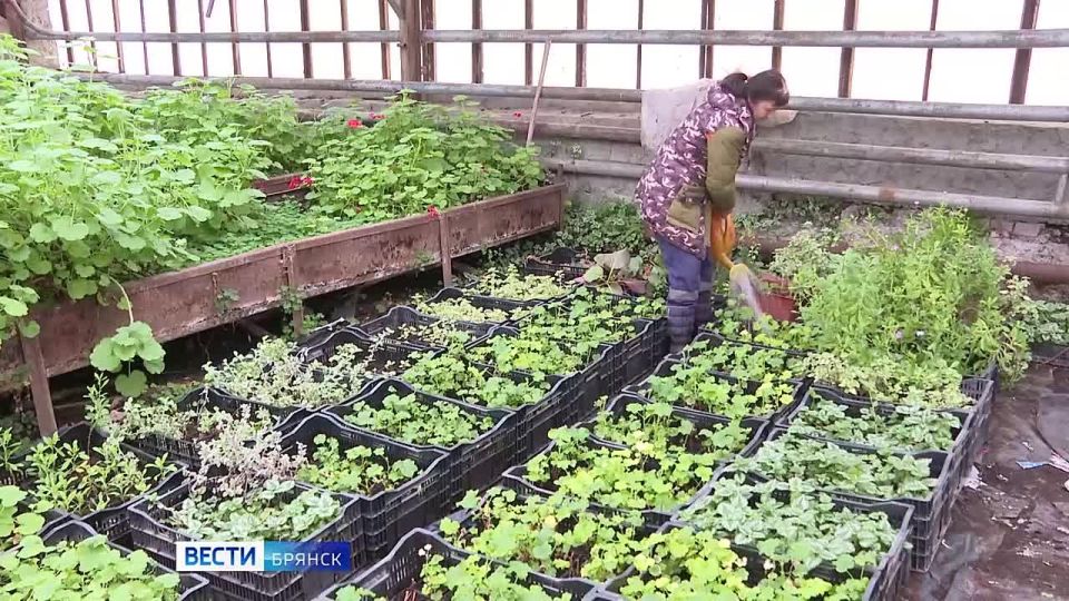 "�����. ������. ����" (���� 02.02.2026)