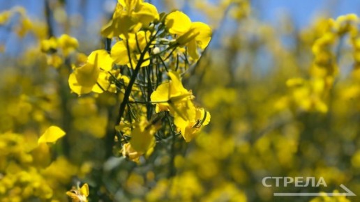 � �������� ������� ������ ���� �������� ������������ �� ����� ��������� ��������� �������, � ����� ��������� ����� ����������� ������