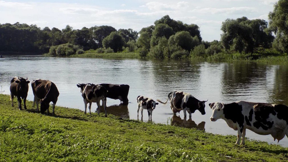 За 2025 год производство молока на сельскохозяйственных предприятиях области составило 266 тыс