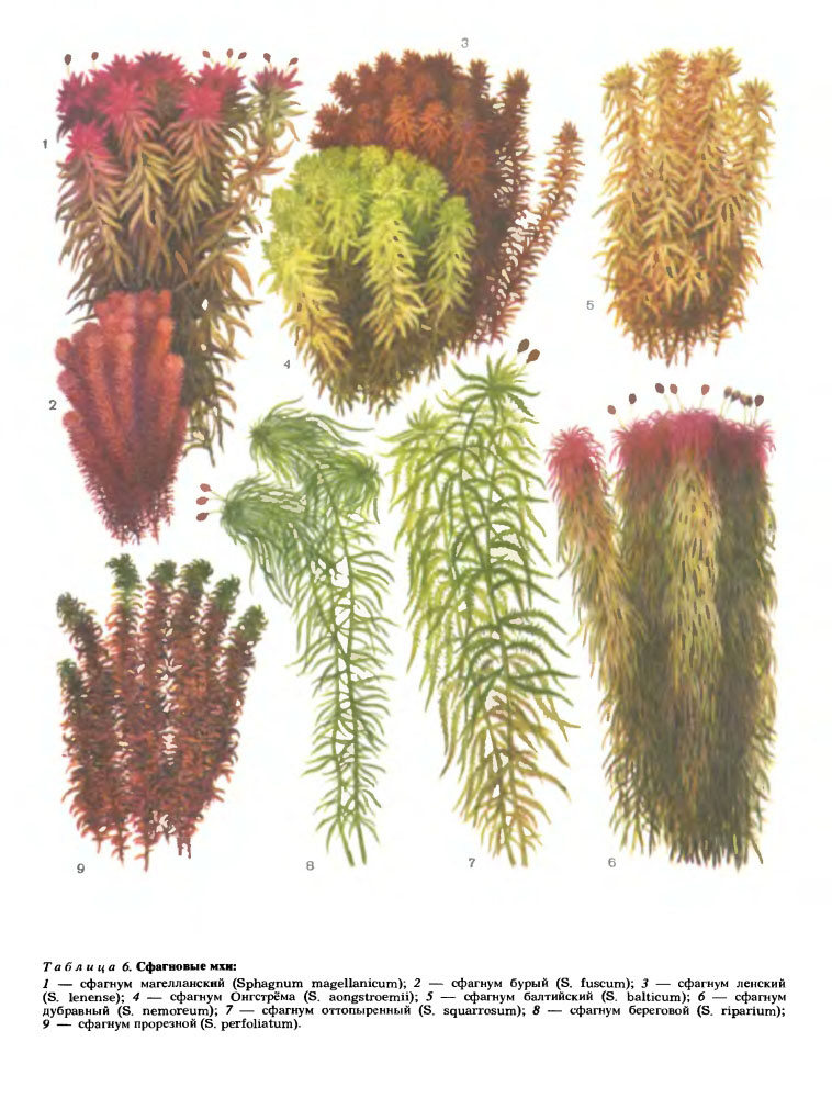Сфагнум: уникальный мох, создающий болота и лечащий раны
