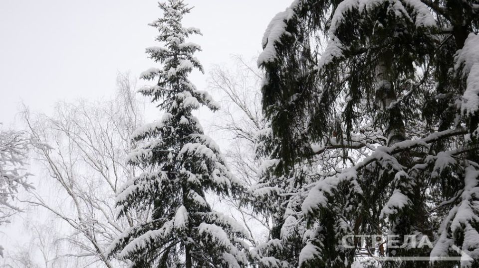 В брянских лесах стартовала санитарная вырубка поврежденных деревьев