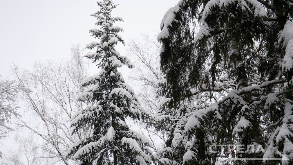 В брянских лесах стартовала санитарная вырубка поврежденных деревьев