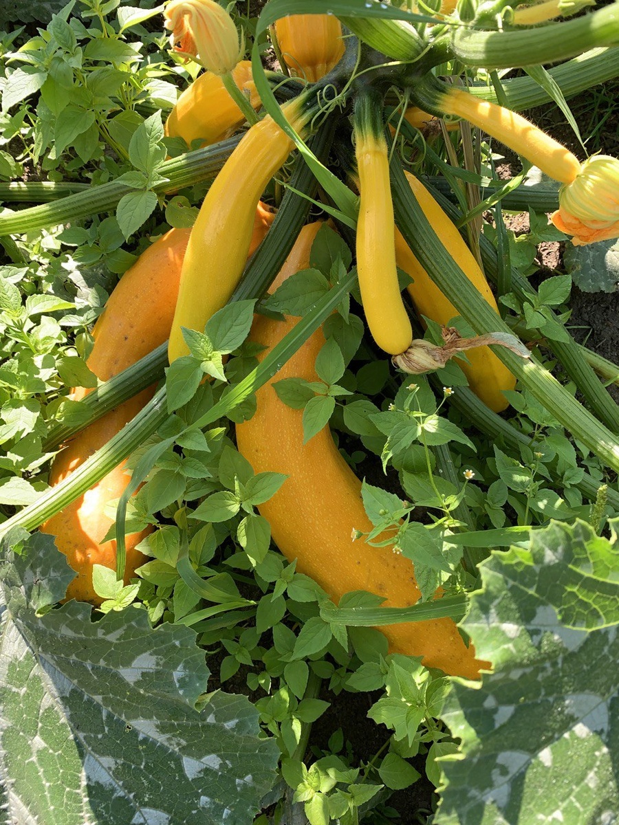 Как вырастить кабачки на месяц раньше: секреты успешного урожая в органических ящиках