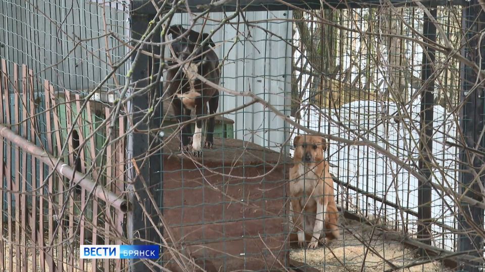 В Брянске за три года в два раза сократили популяцию бездомных собак