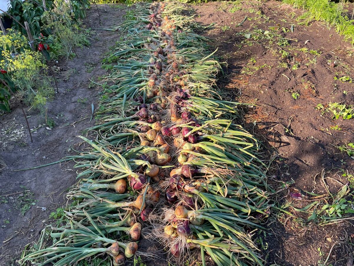 Секреты августовского урожая: что успеть сделать на даче до конца месяца