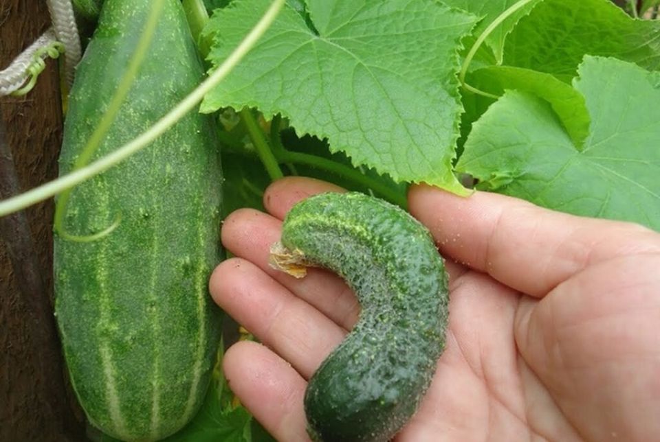 ����������� ������: ������� � ������� �� �����������