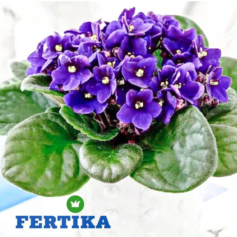 ��� �������� ������ �� ���������������� ��������