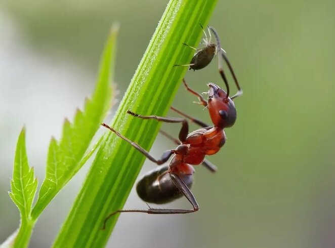 Как я победила муравьев с помощью манки: секрет, о котором вы не знали!