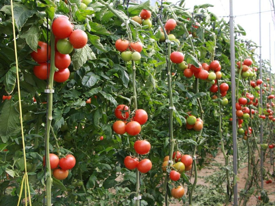 ����� ���� ��� ������ ���������: ��� ������ ������� ������