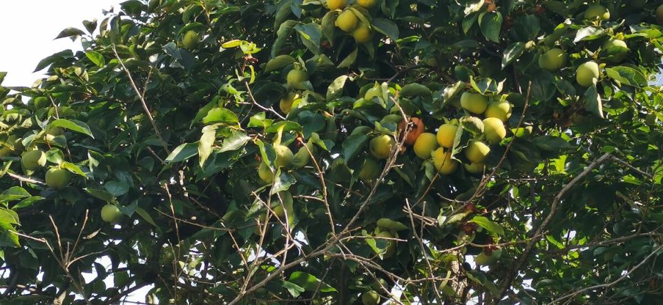 ������ ������������� ����� �������� � ����: ������������ �����