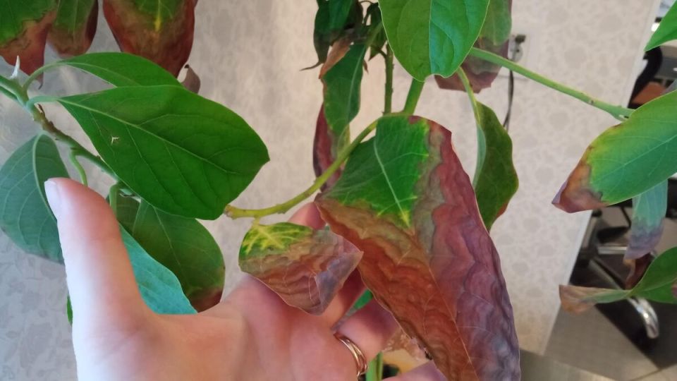 ���� ����� �������: ������� ������ ��� ���������� ������