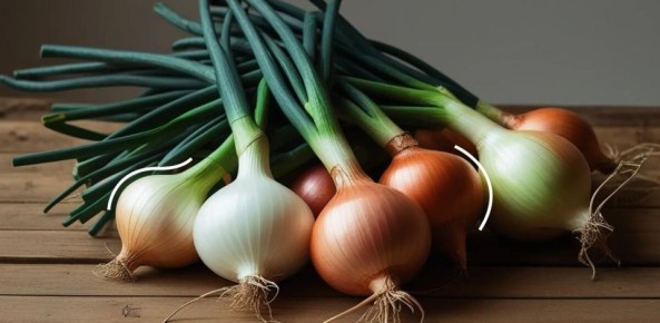 Как выбрать лучший лук: самые вкусные сорта для грядки и зимнего хранения