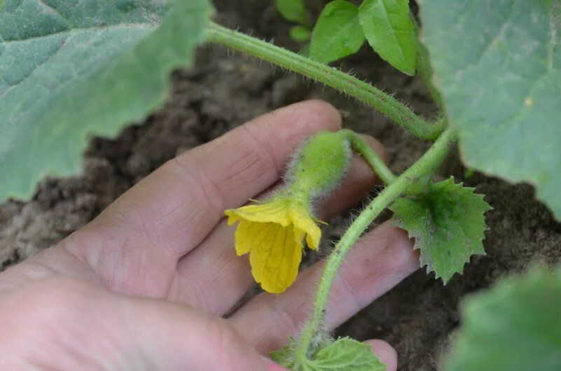 ������� ��������� ����������� ����: ����������� ������ ������������