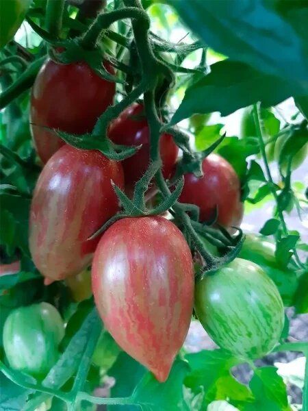 ����� ������� �������: ������� ������ � ����� �������