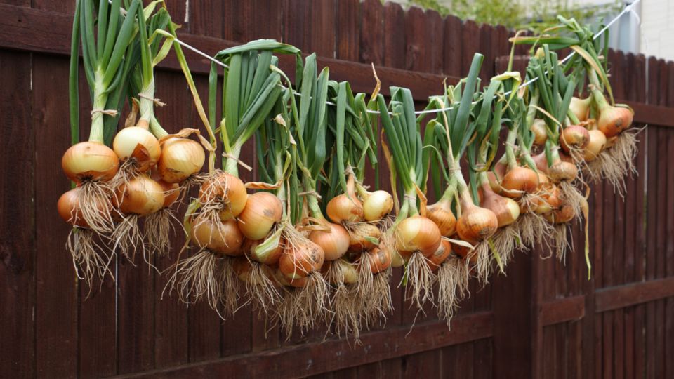 ��� ��������� ��������� ��� � ������: �������� ������