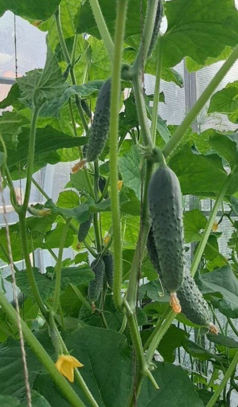 ��� ��������� ������ ��� ����� � ������ ������