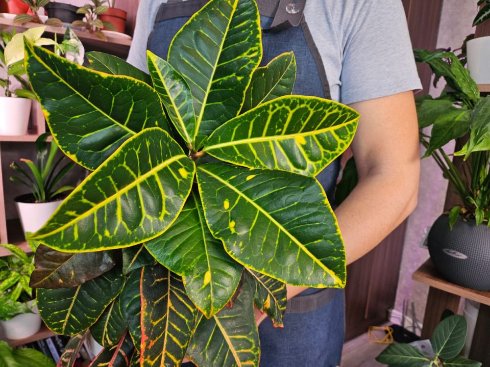 ������ ��������� ��������� ��������, ������� ����� �� ��������