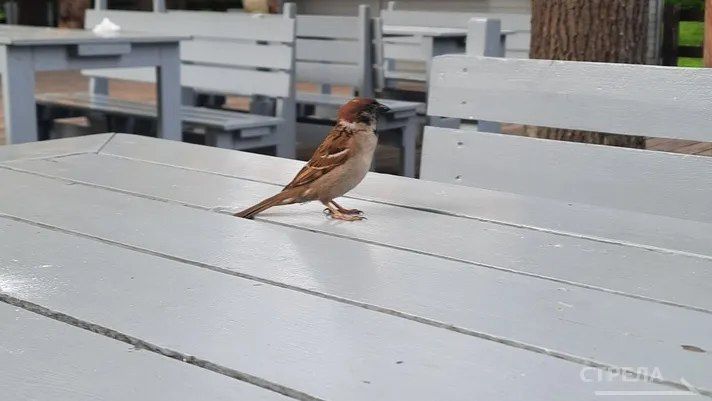 ������ �������� ������� ������� ������� �� ������������� �������� ���� �������� �� �������