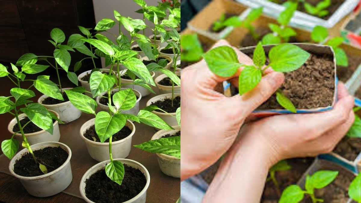 Как вырастить перцы: финский метод превращает урожай в успех