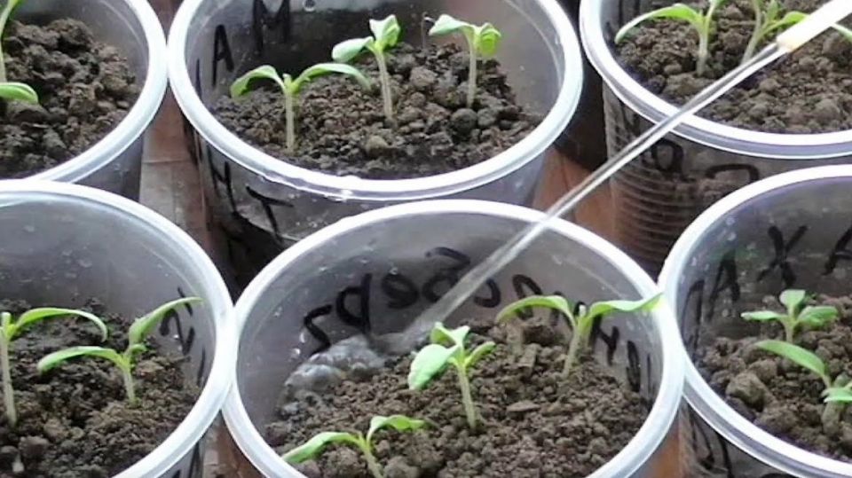 ��� �������� ������� ������� ������� �� ������ �����: ������� �������