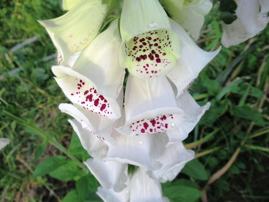 Уход за наперстянкой осенью: секреты подготовки к зиме