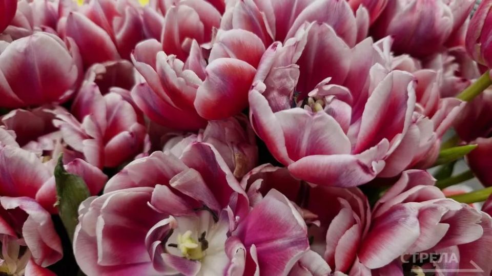 ���������� ������� �������� ������� � ������ ����� ���� ������� ��������