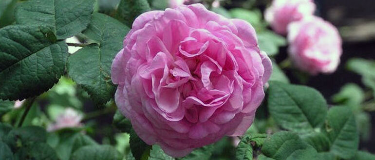 Как выбрать идеальную почву для роз