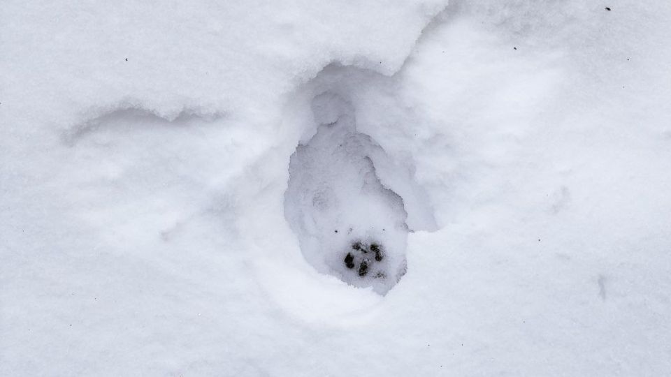 ���������� "�������� ���" ���������� � ������� � ��������� ������ ���������