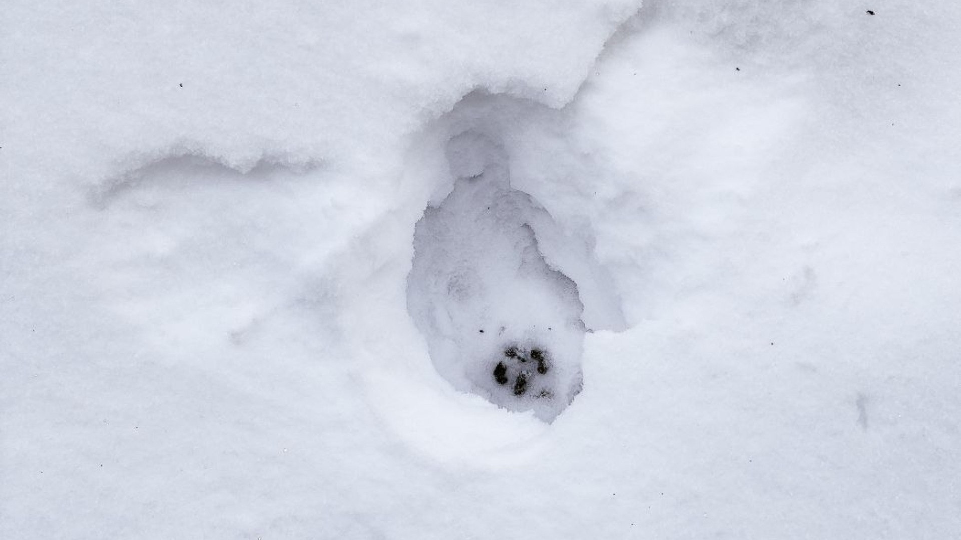 Заповедник "Брянский лес" приглашает к участию в финальных зимних экоакциях