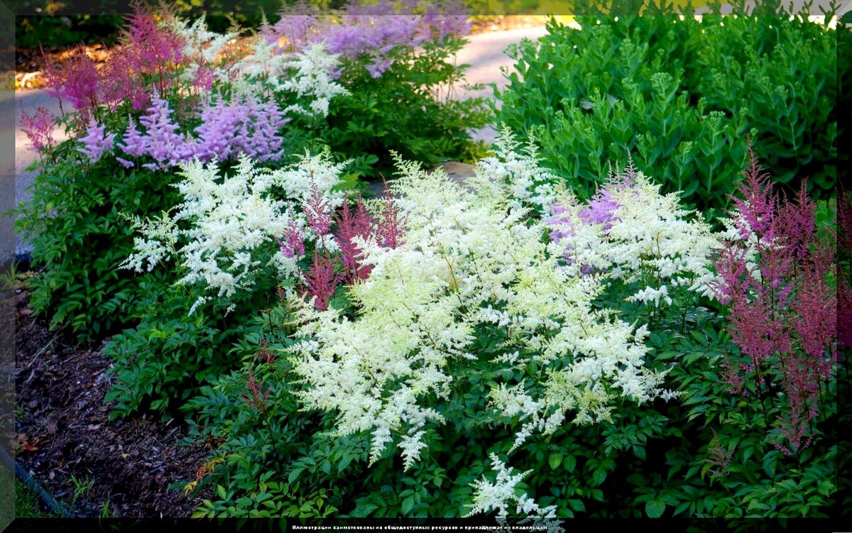 Как выбрать лучшие многолетние цветы для вашей дачной клумбы