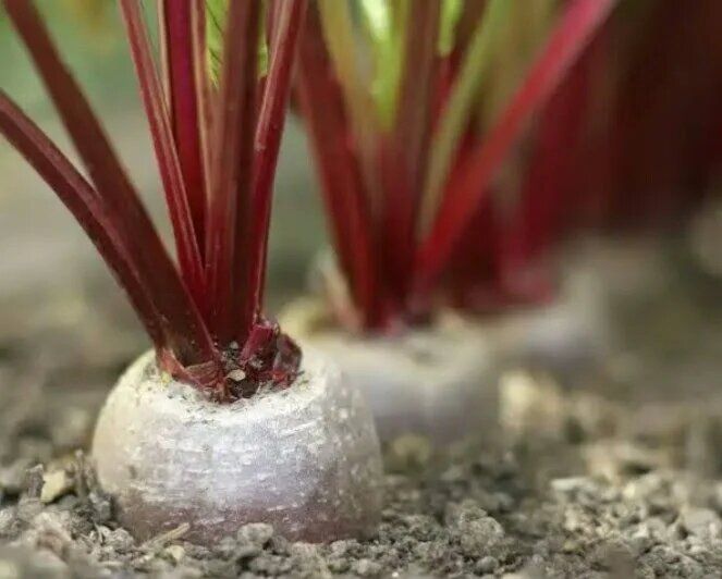 ������� ����������� ������: ��� ������ ���� ��� �������� � ��������