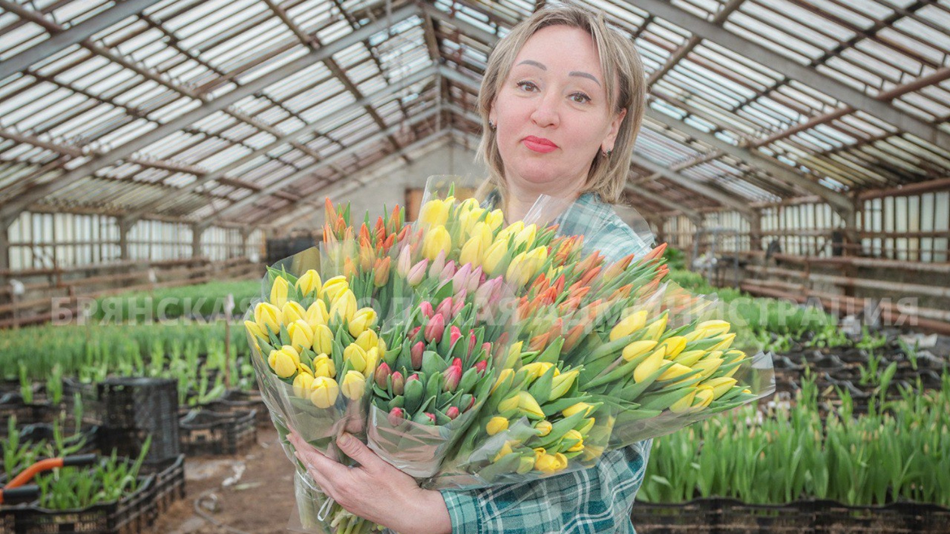 Брянск готовится к 8 марта: дорожное управление вырастило 30 000 тюльпанов
