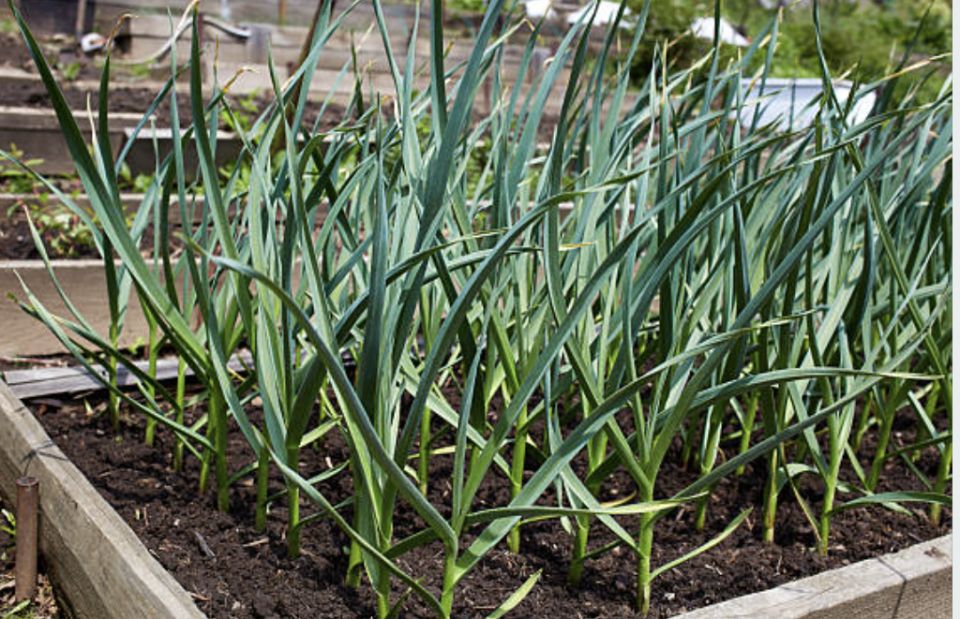 ��� ������ ��������� ���������� ������ ��� ��������� ������