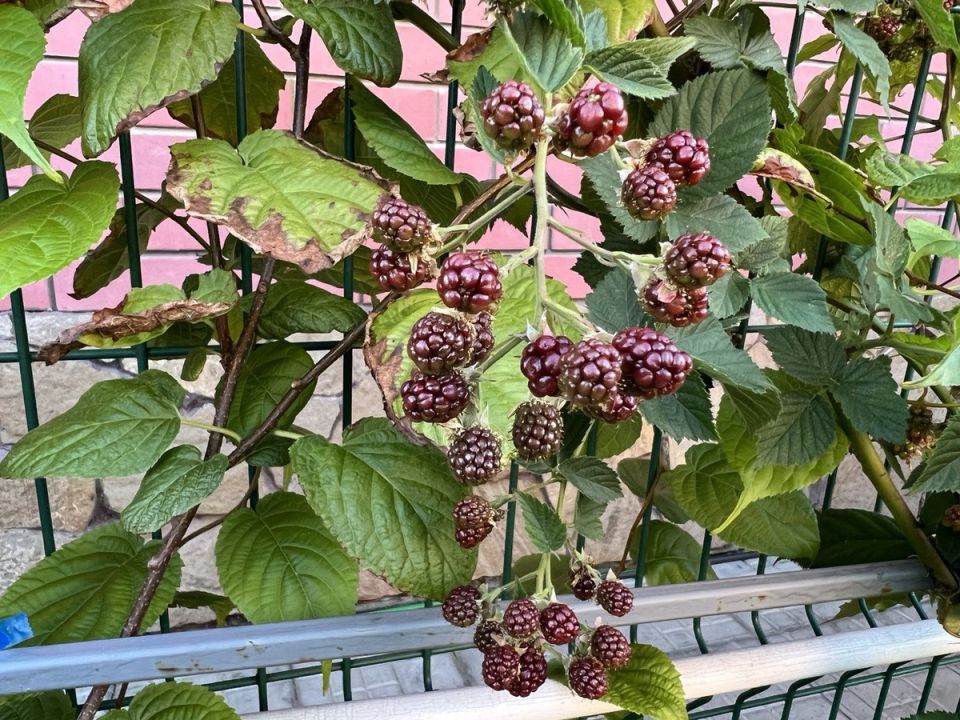 ��� ��������� �������� ������� � ��������� ������ ��� ������ � ��������� ������