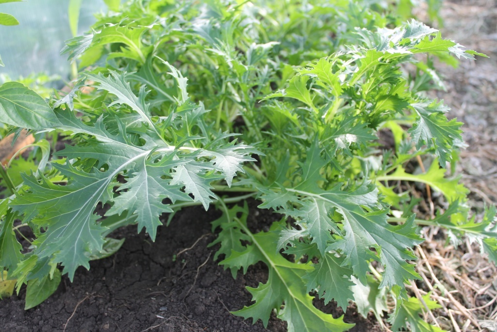 Мицуна: японская капуста, которую стоит вырастить