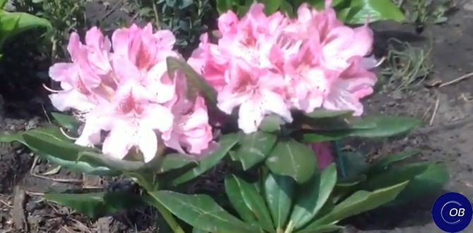 ��� ��������� ����������� ������������ � �������