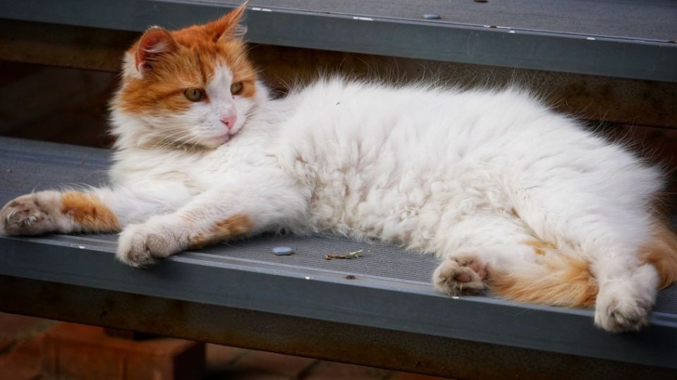 � ������ ���� ����� ������� ��������� ������������� �����