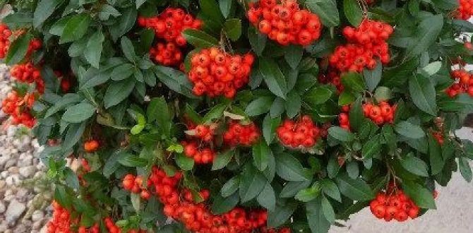 ���������: ������������ �������� ��� ������ ����