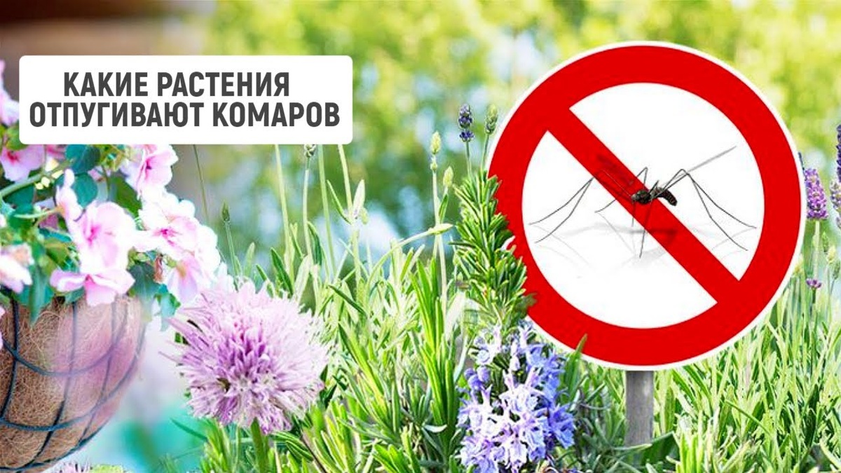 Как природные растения могут защитить вас от комаров