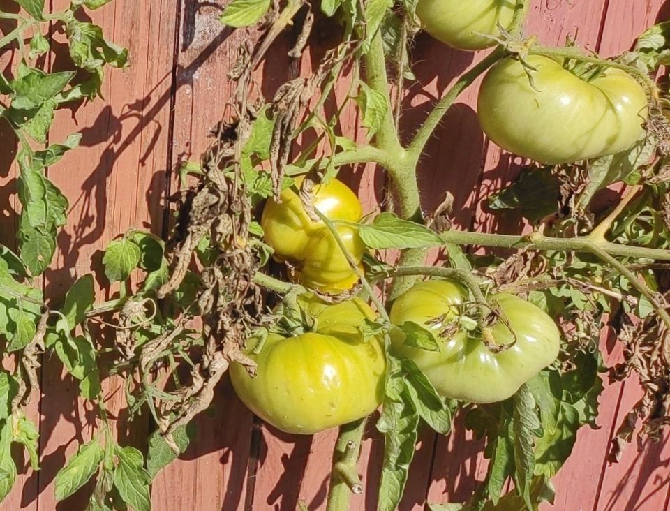 ������, ���������: ������ ���� ����� �� ���� �������� �������