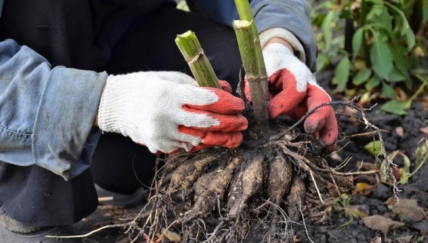 Как сохранить георгины зимой: простые советы для квартиры и подвала