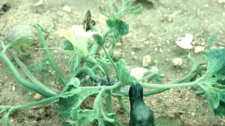 ����������� ��������� ��������� ��� ��������: ������� ��������� ������