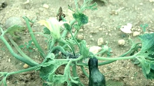 ����������� ��������� ��������� ��� ��������: ������� ��������� ������