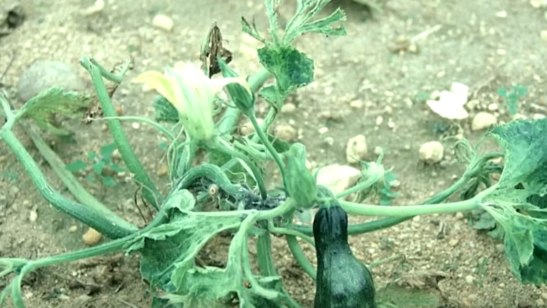 Эффективные дрожжевые удобрения для кабачков: секреты успешного урожая