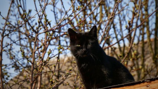 ������� ��������� ������������� ����� � �����������